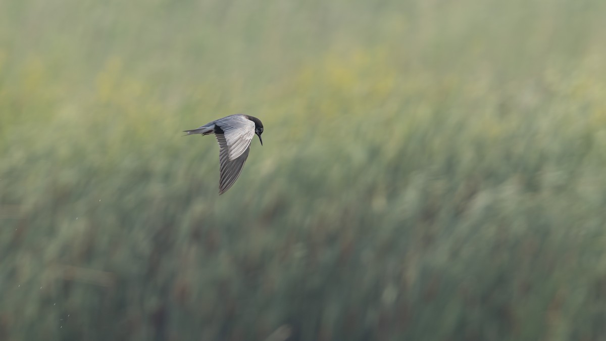 Black Tern - ML645501566