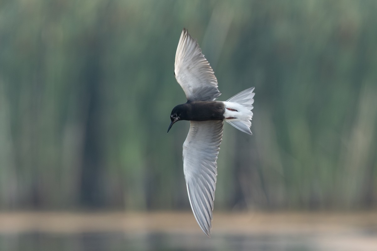 黑浮鷗 - ML645501567