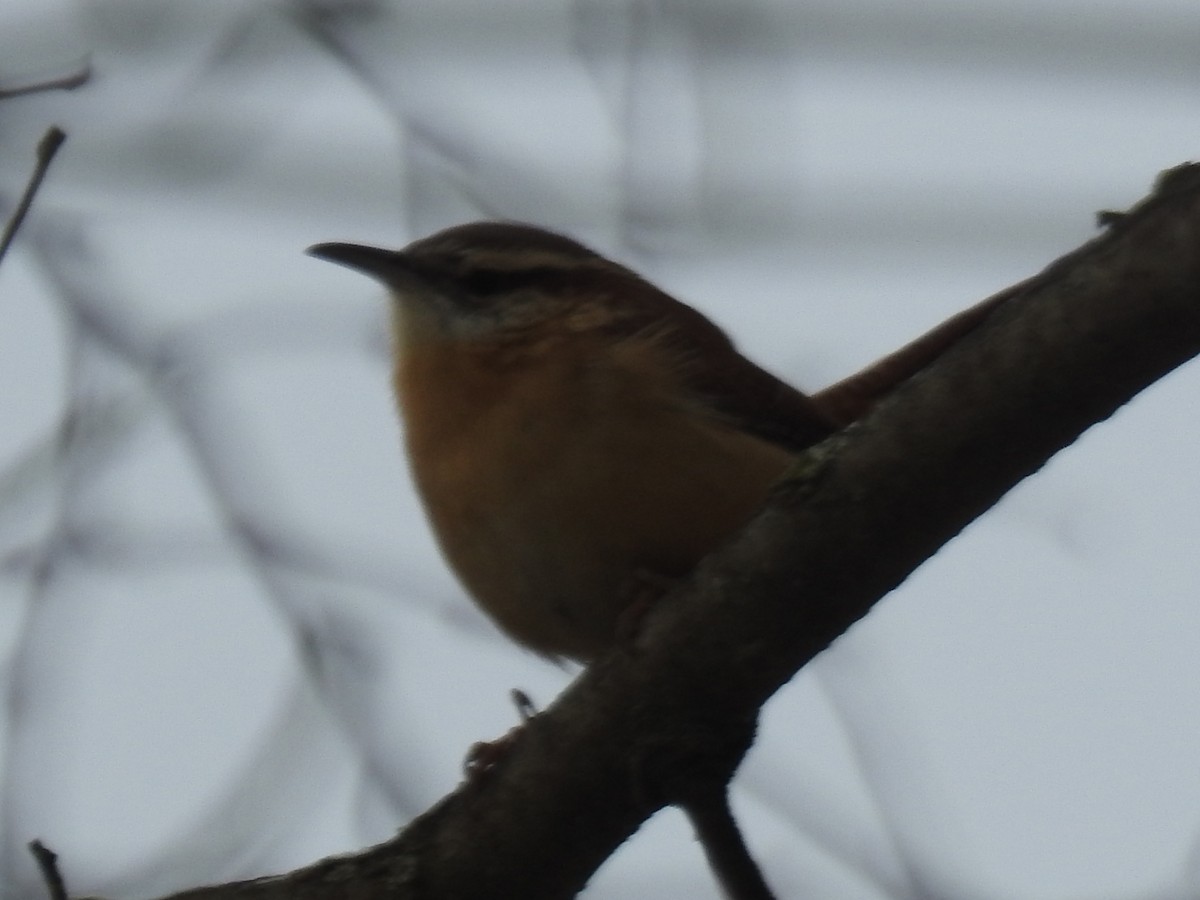 Carolina Wren - ML645501568