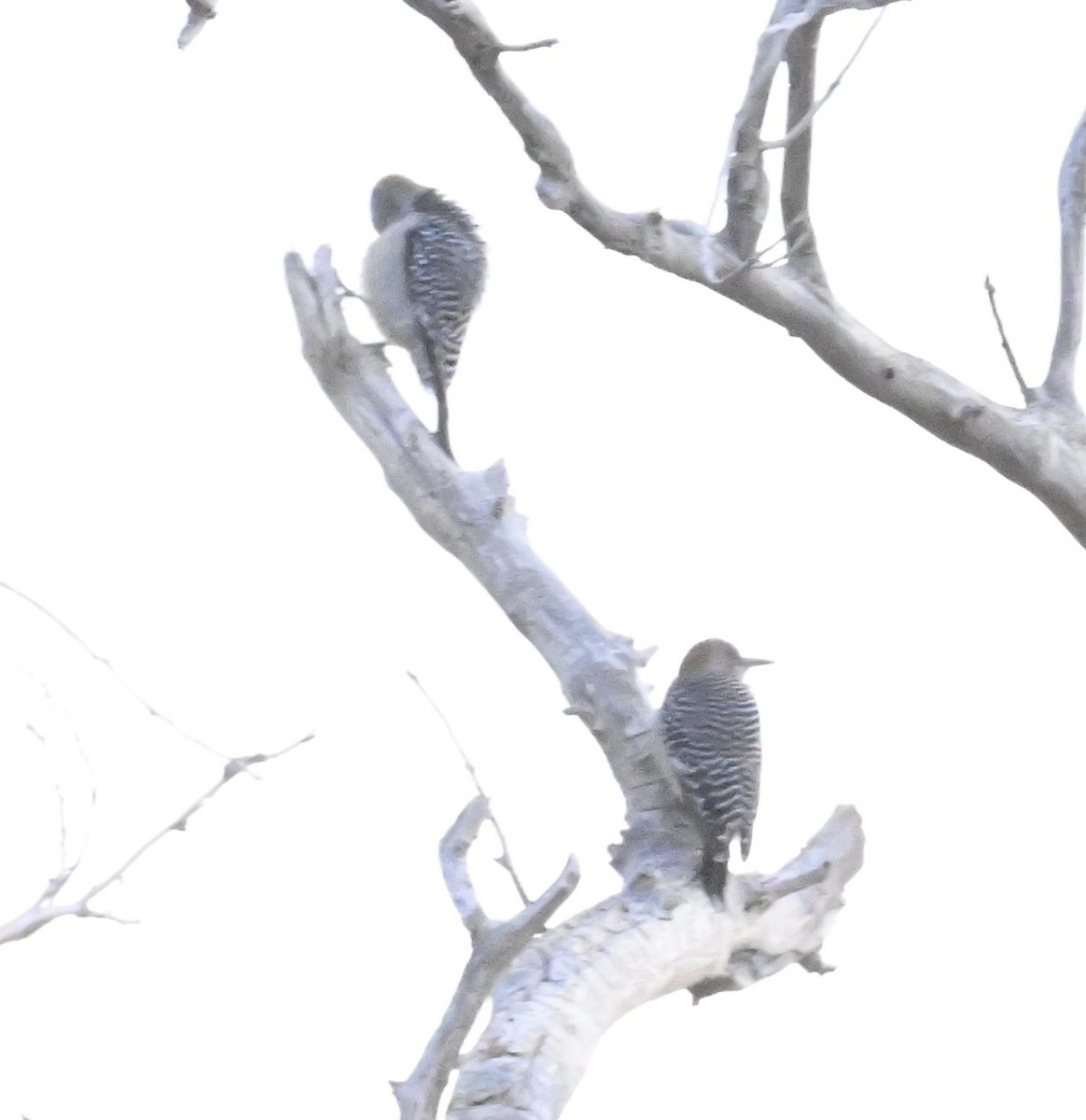 Golden-fronted Woodpecker - ML645501569