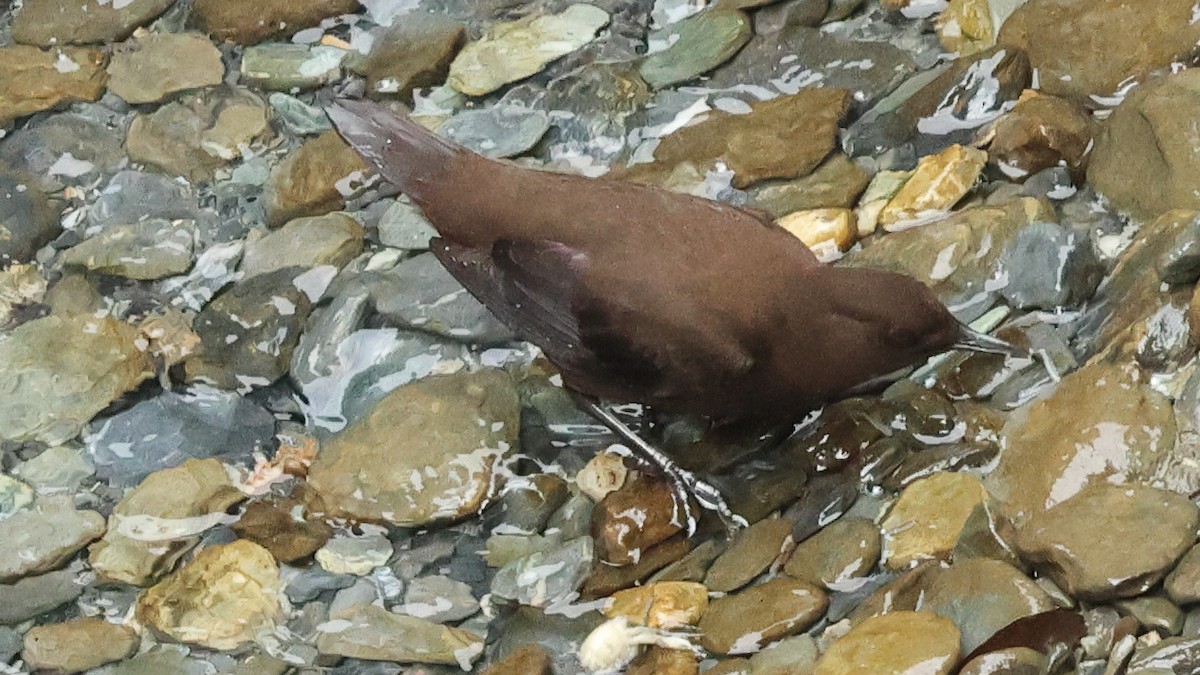 河烏 - ML645501570