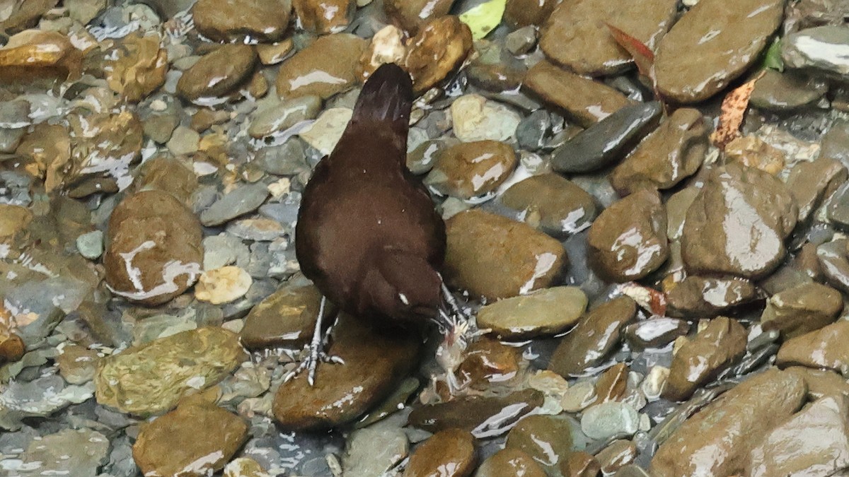 河烏 - ML645501571