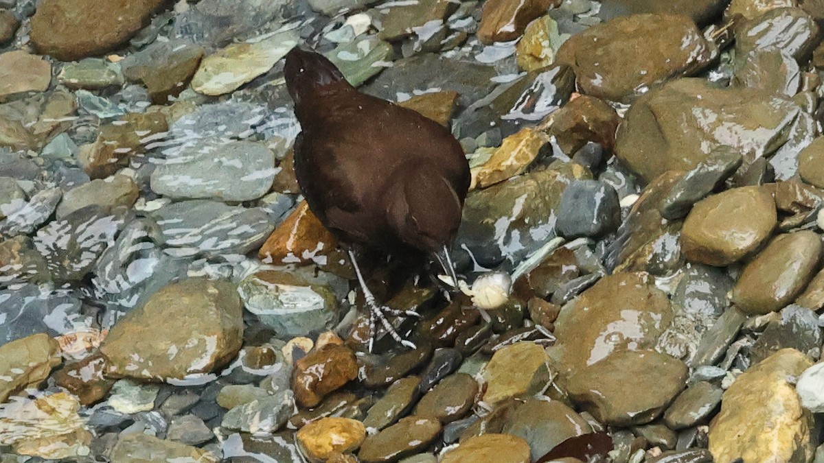 河烏 - ML645501572