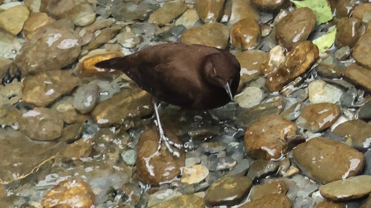 河烏 - ML645501573