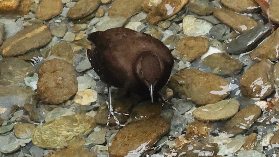 河烏 - ML645501574