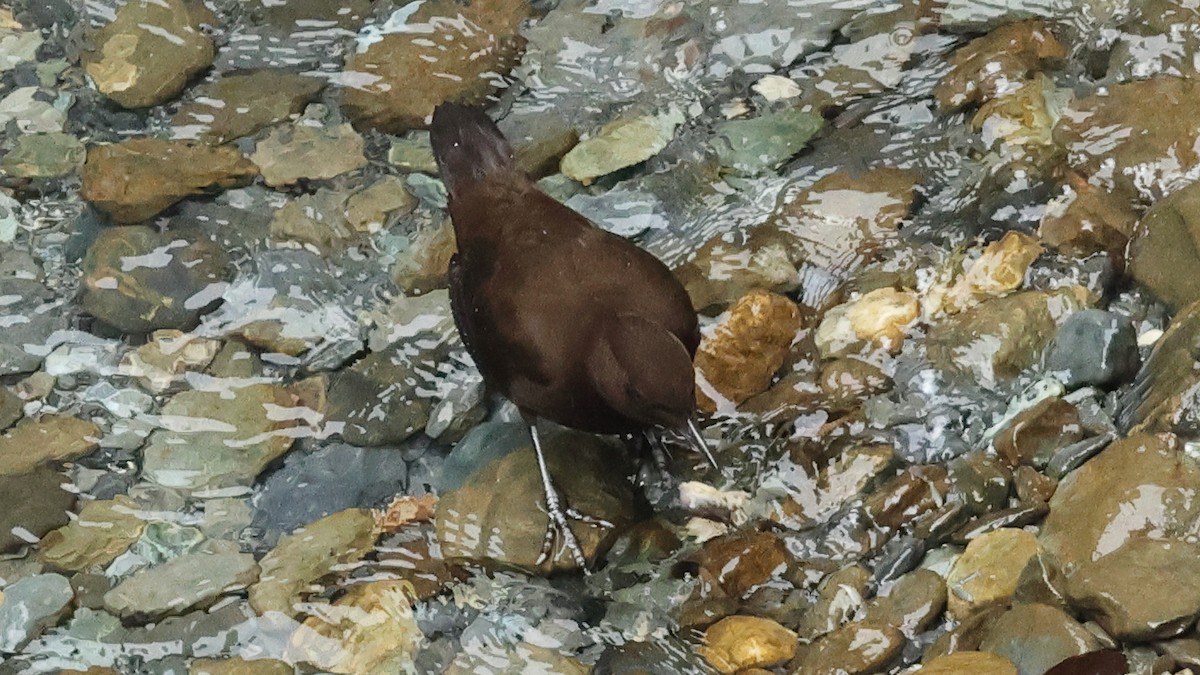 河烏 - ML645501575