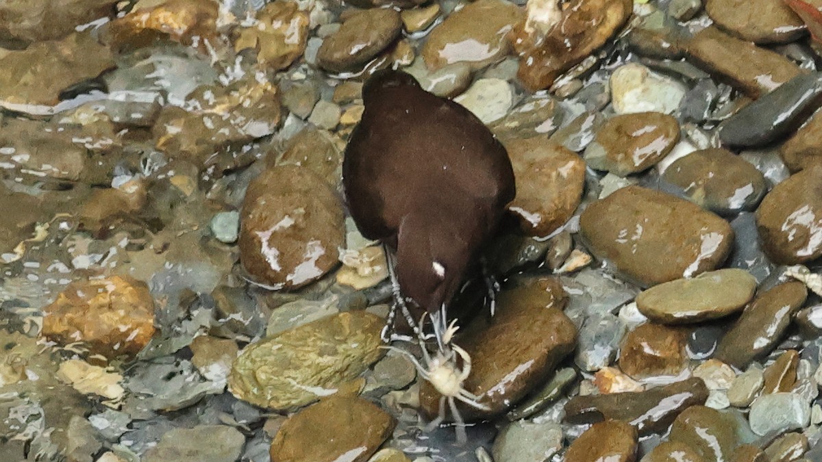 河烏 - ML645501576