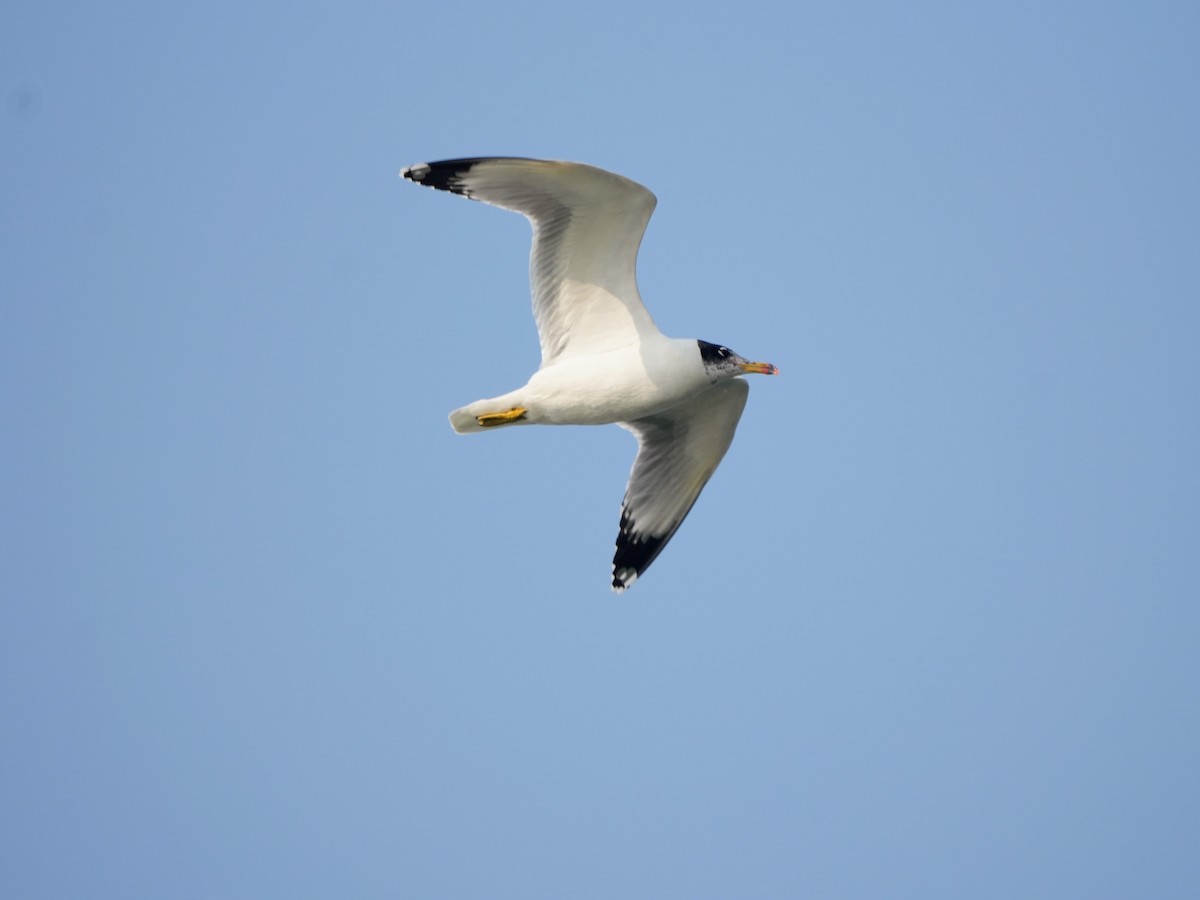 Мартин каспійський - ML645501584