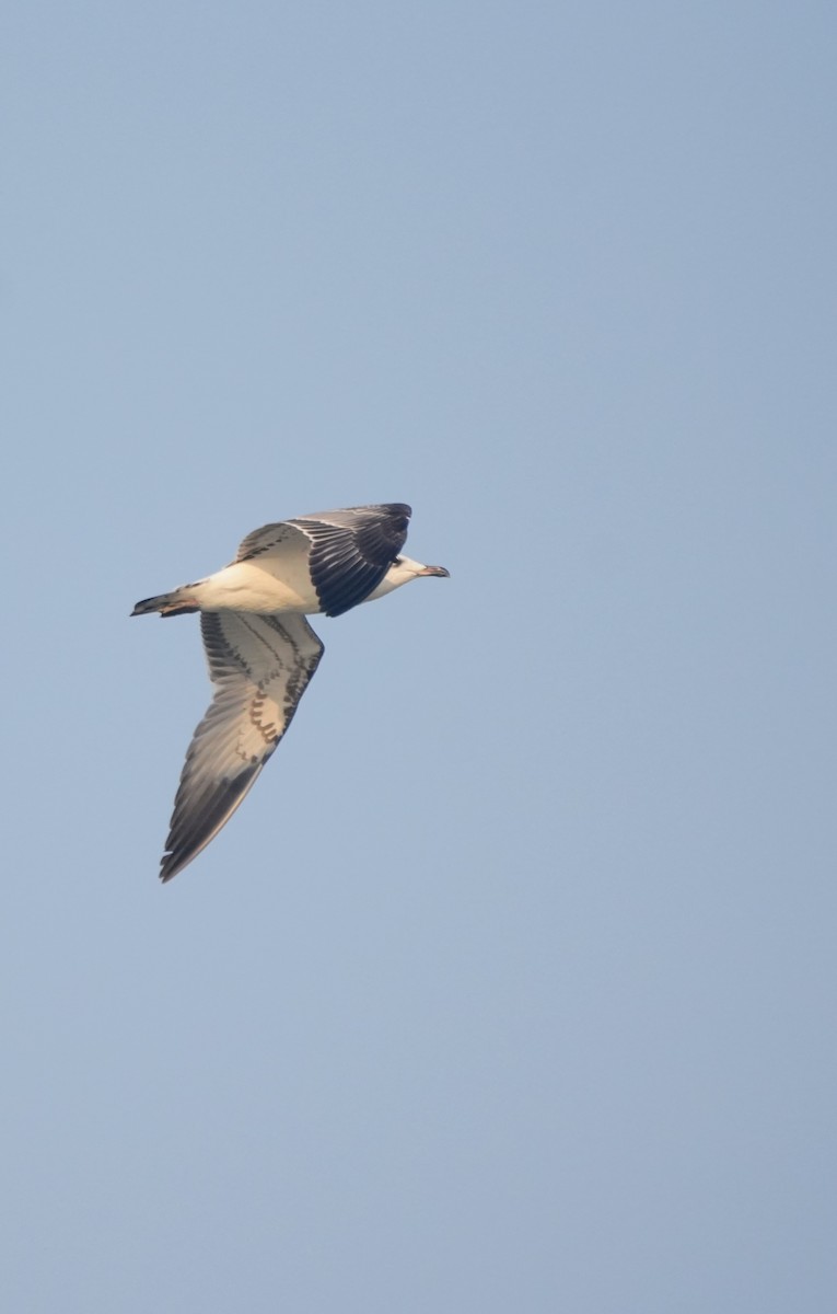 Мартин каспійський - ML645501585