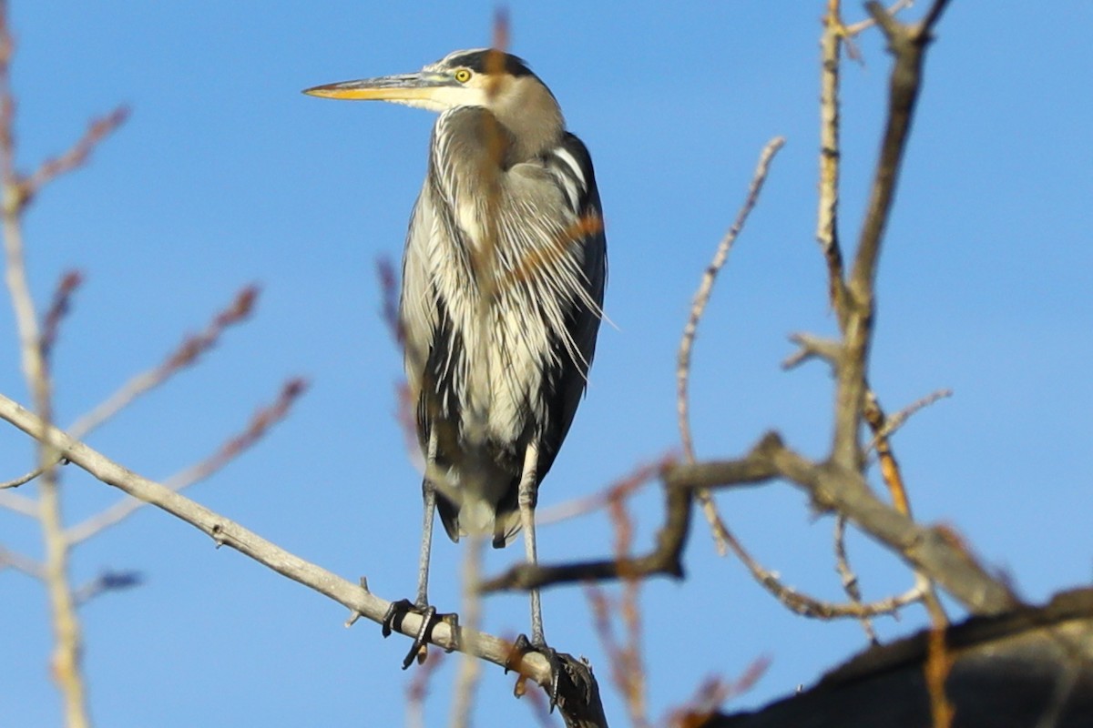 Чапля північна - ML645501595