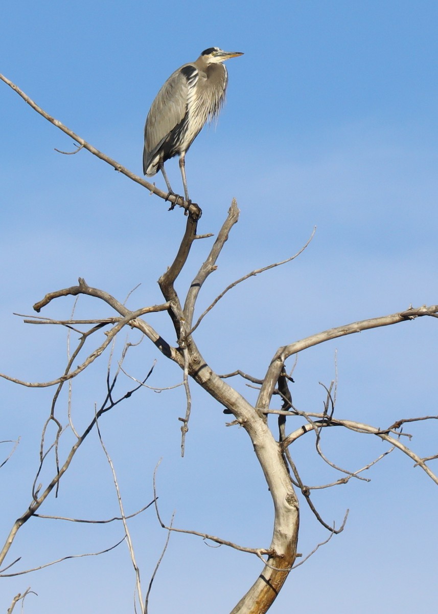 Чапля північна - ML645501596