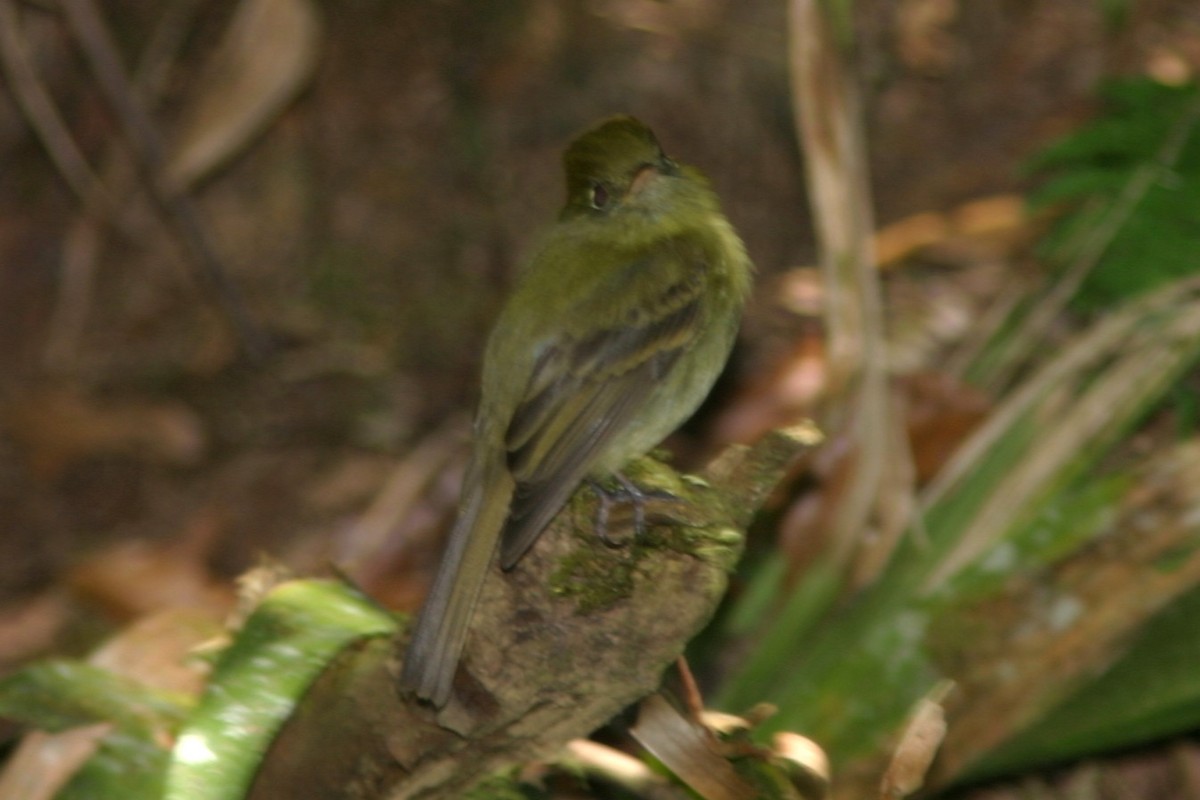 Yellowish Flycatcher - ML645501601