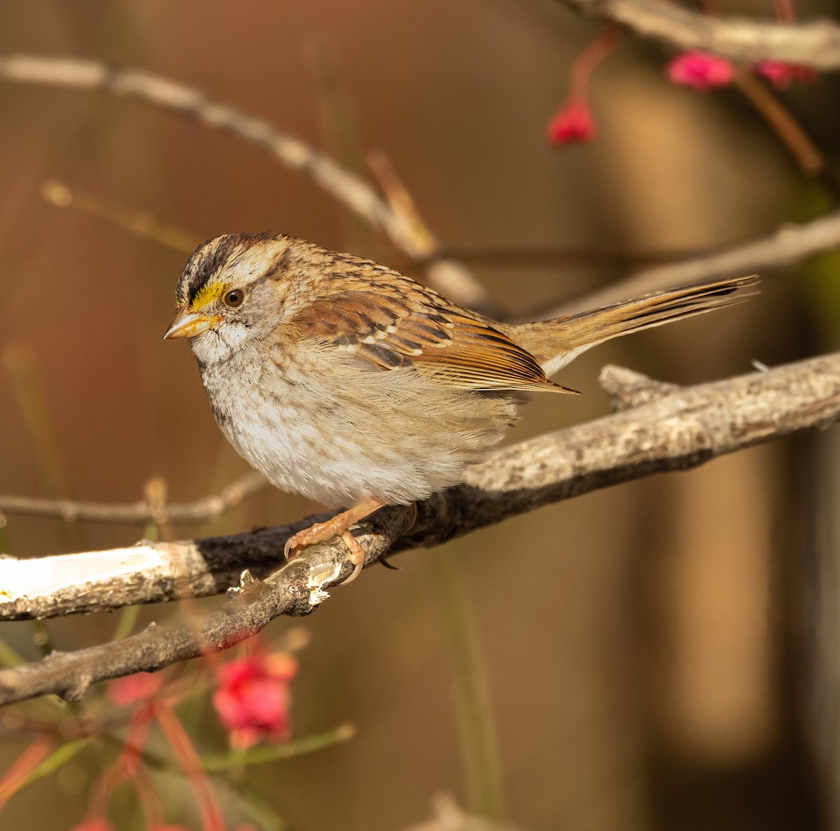 Бруант білогорлий - ML645501602