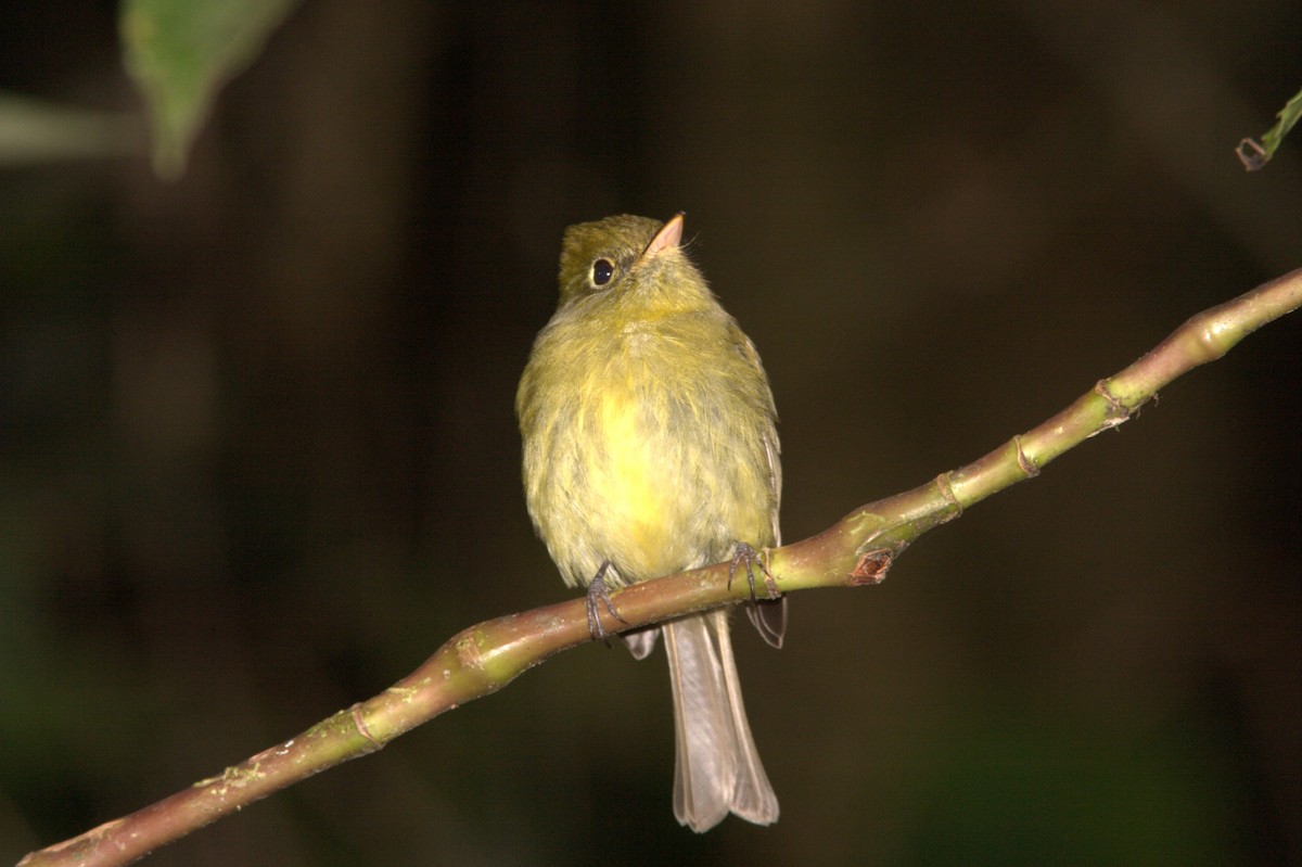 Піві-малюк золотистий - ML645501603