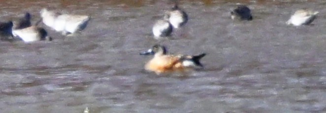 Чирянка блакитнокрила - ML645501604