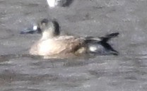 Чирянка блакитнокрила - ML645501605