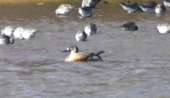 Чирянка блакитнокрила - ML645501606