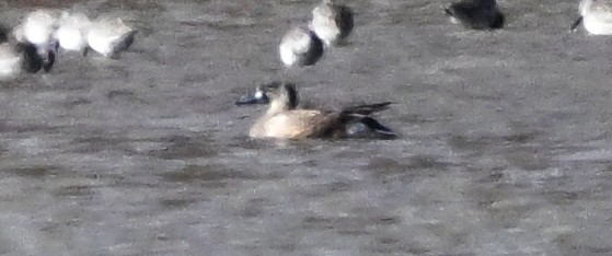 Чирянка блакитнокрила - ML645501607