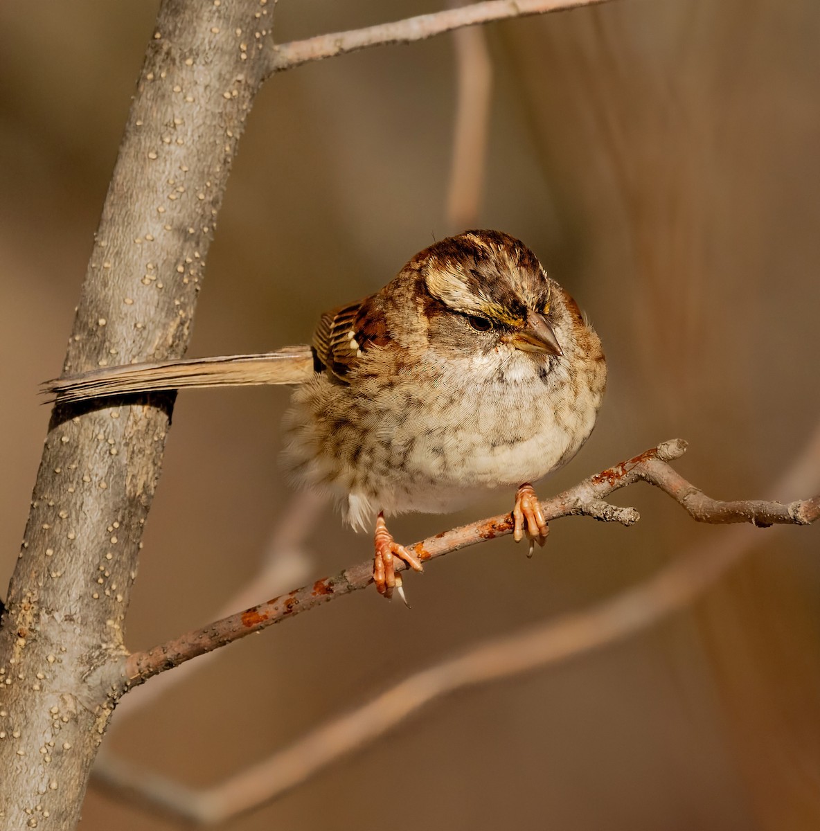 Бруант білогорлий - ML645501608