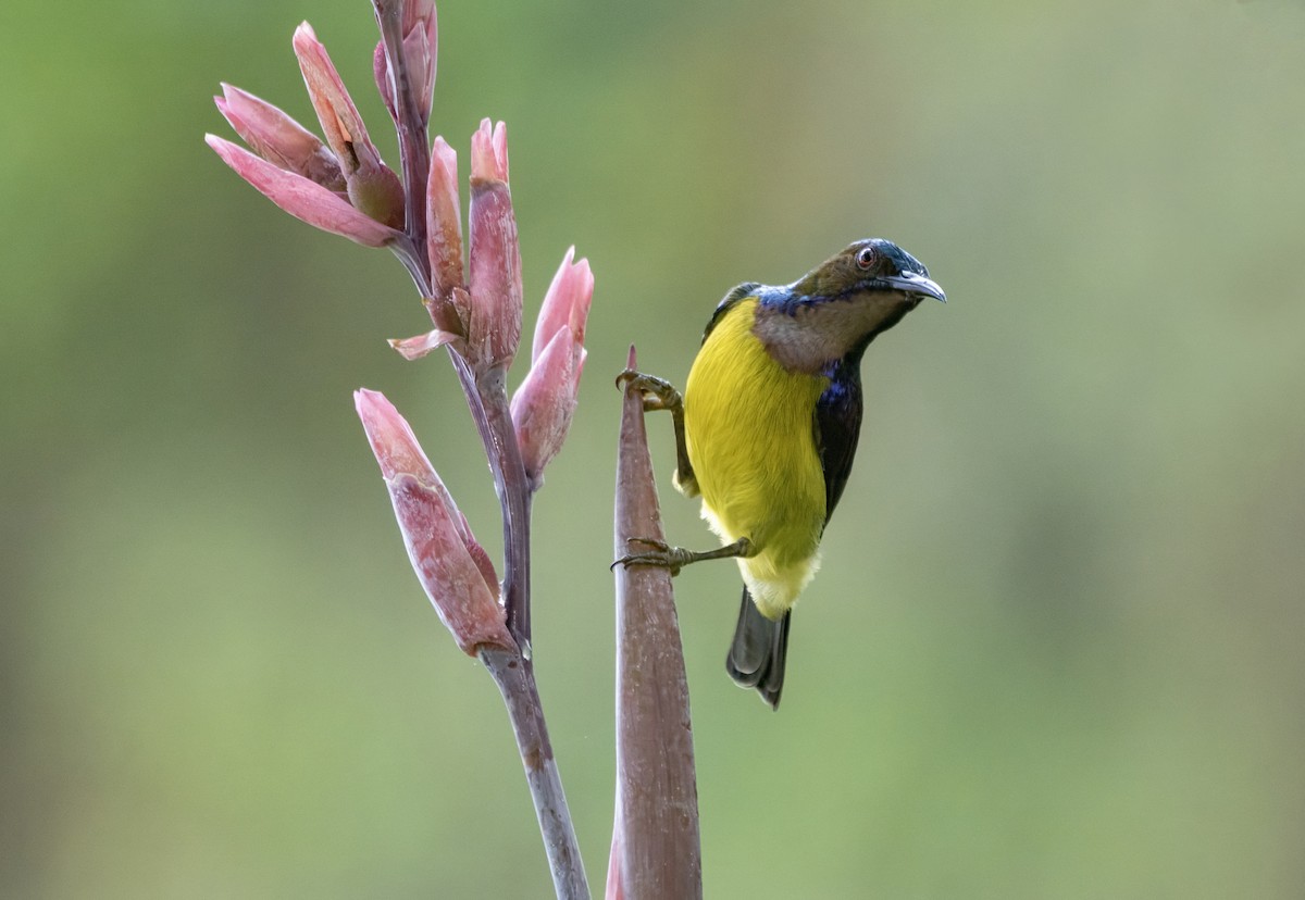 Саїманга жовточерева - ML645501609