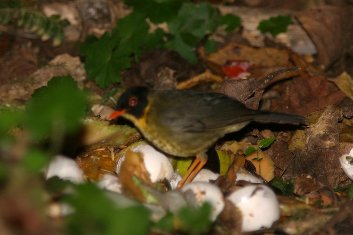 Дрізд-короткодзьоб строкатогрудий - ML645501618