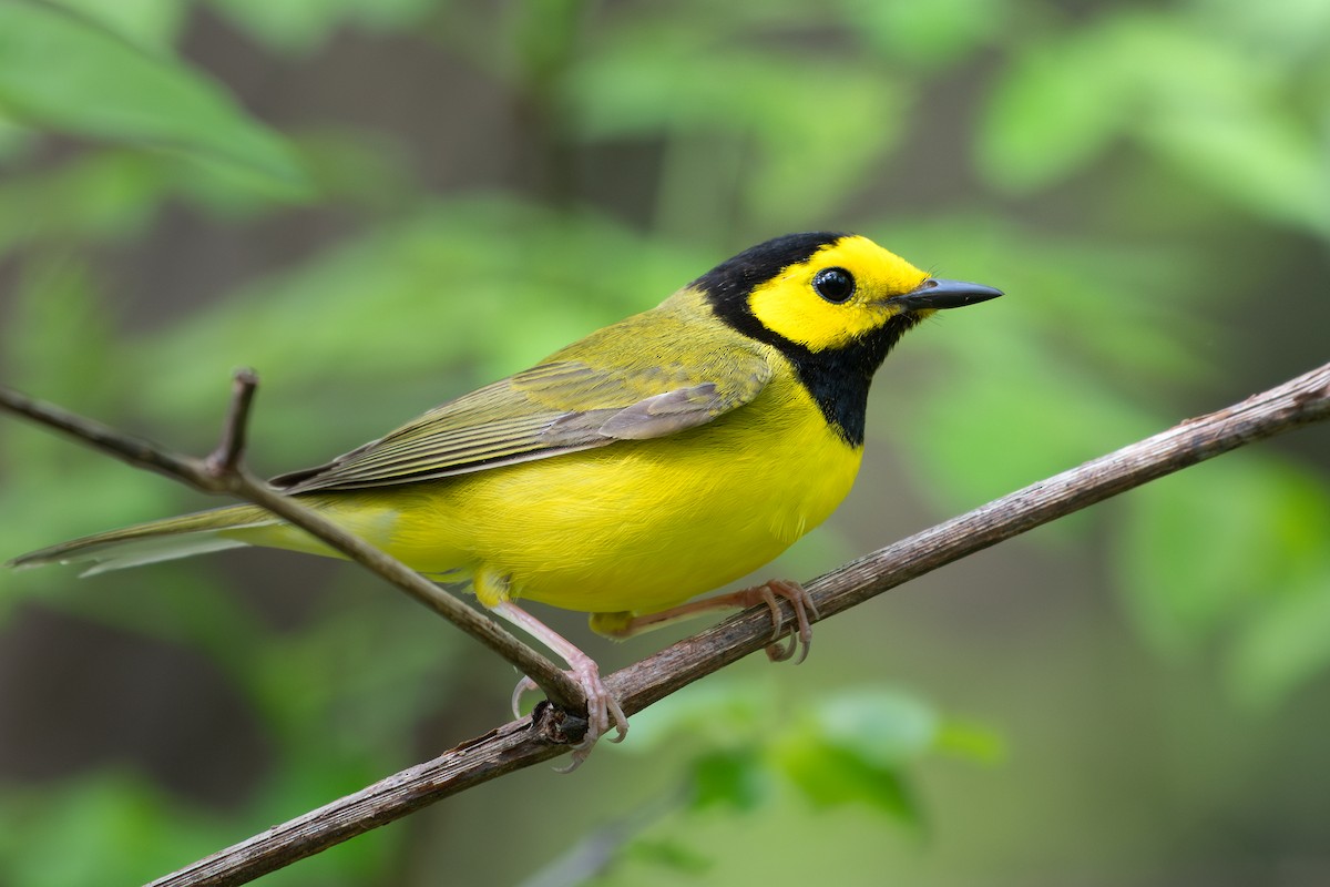 Болотянка чорногорла - ML645501619