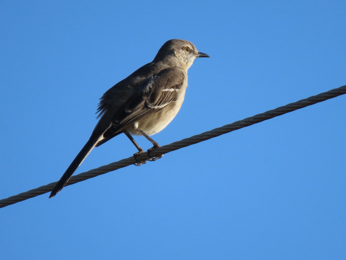 Пересмішник багатоголосий - ML645501620