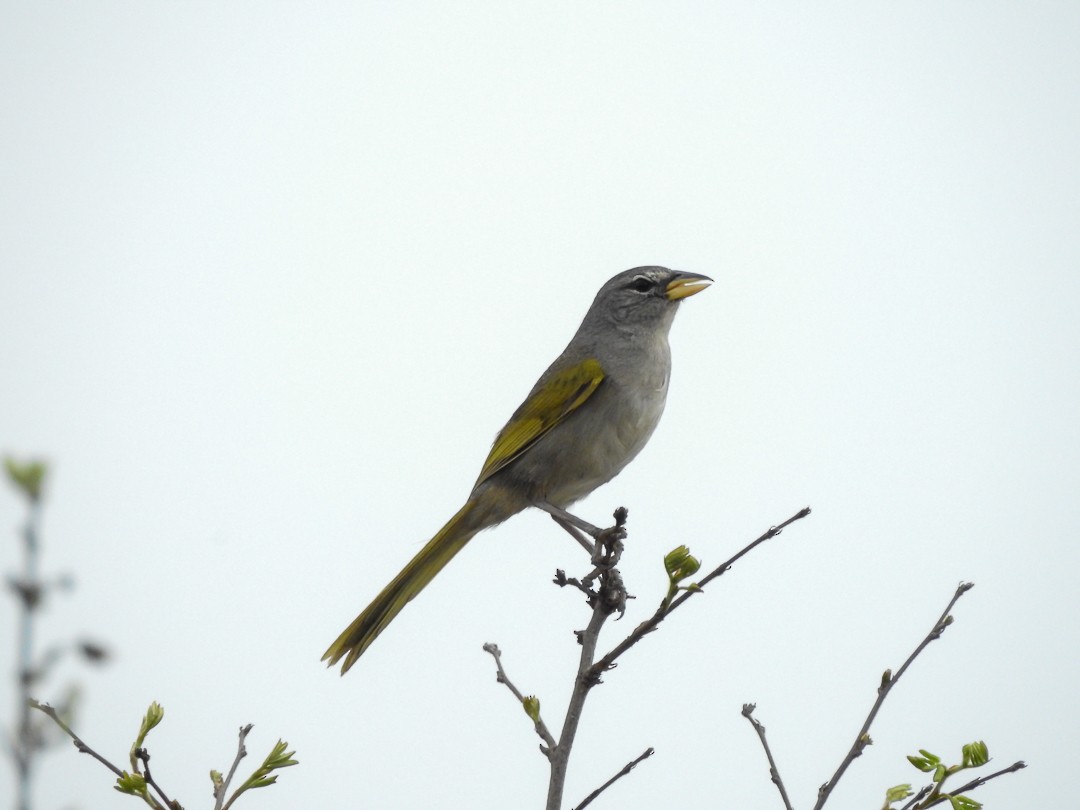 Пампасник світлоголовий - ML645501621