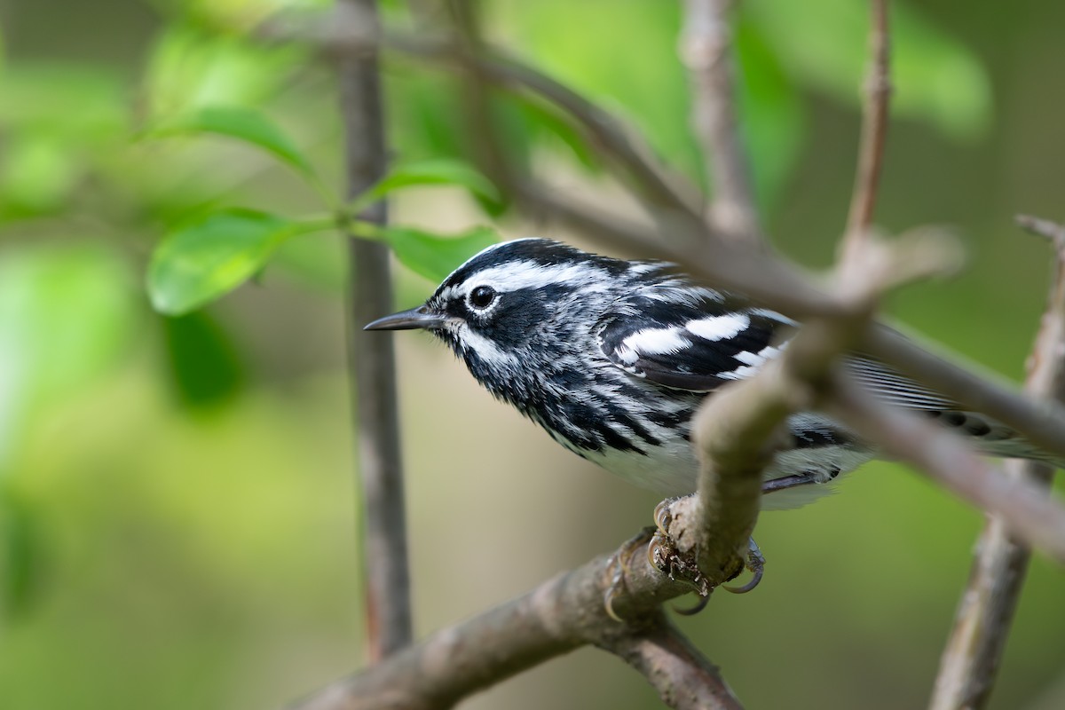 Пісняр строкатий - ML645501622