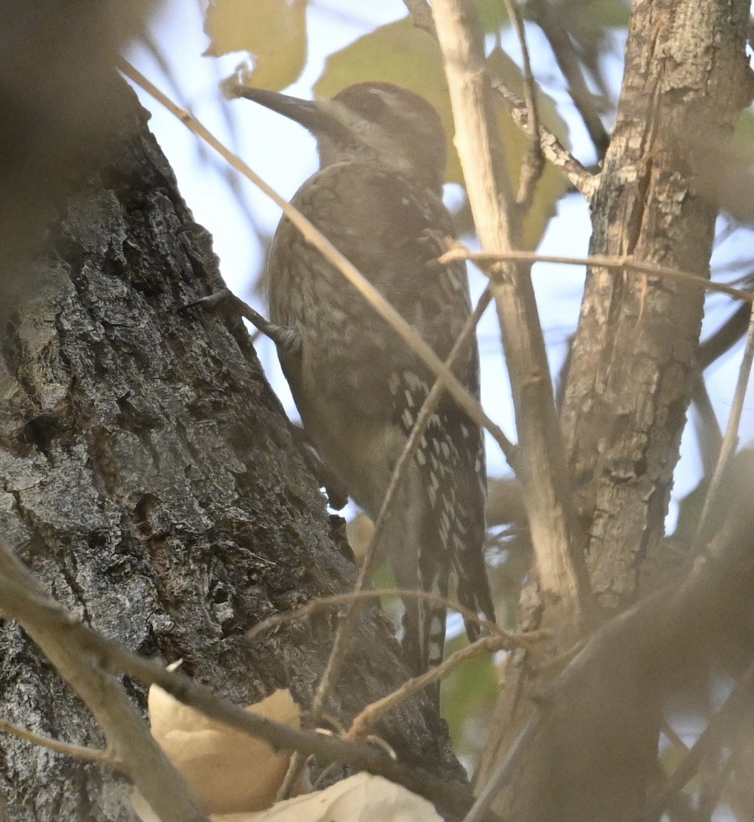 Дятел-смоктун білочеревий - ML645501623