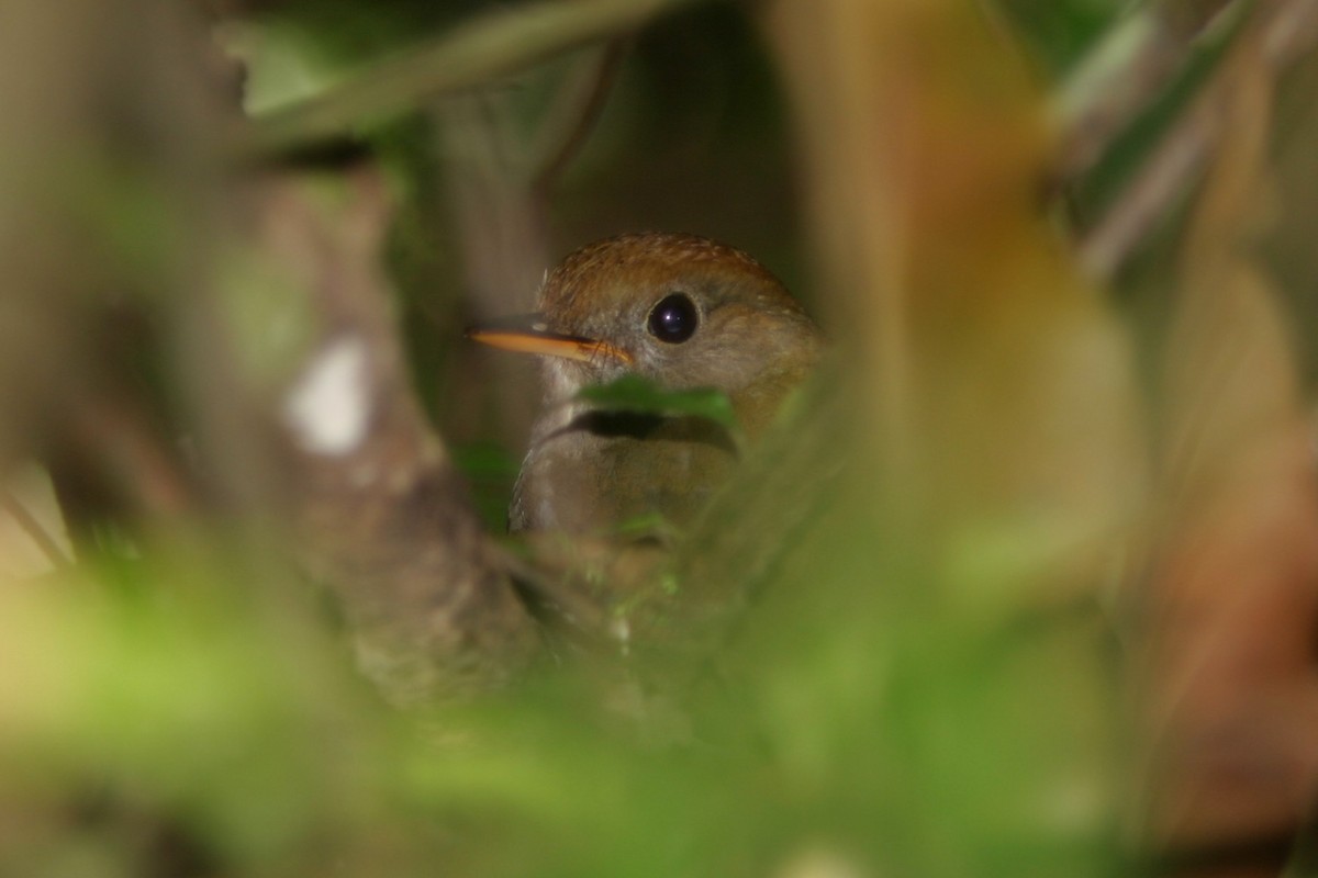 Дрізд-короткодзьоб гірський - ML645501624