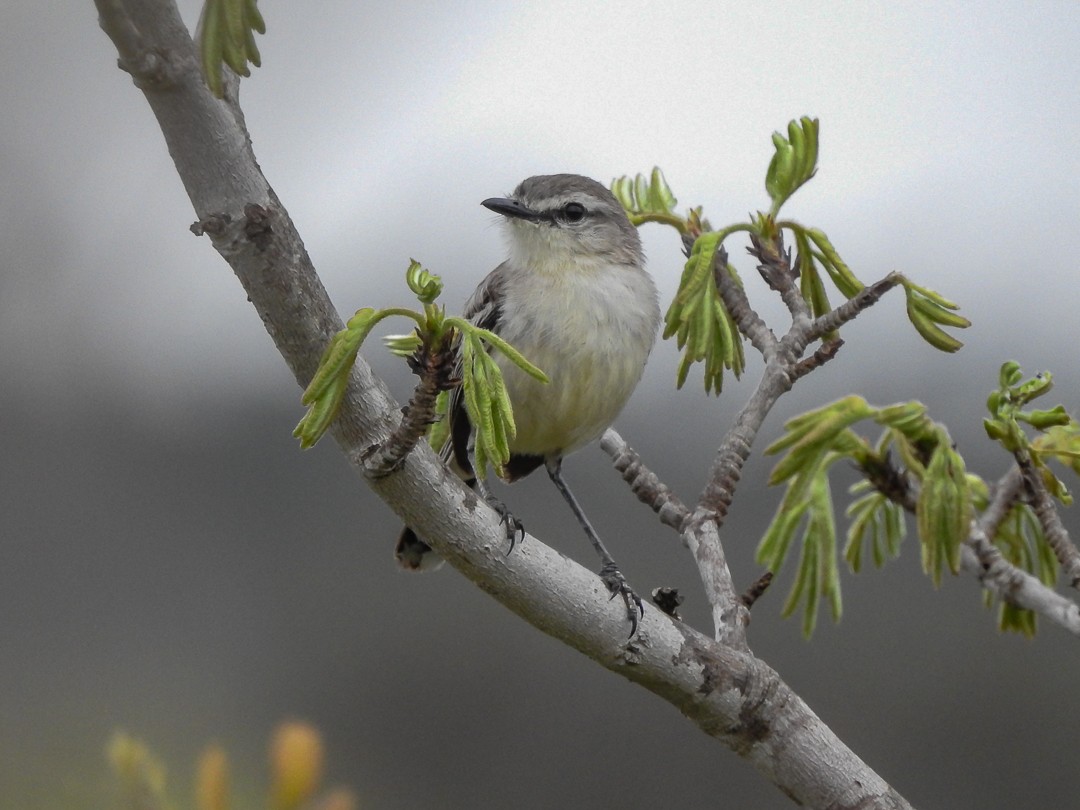 Каландрита багійська - ML645501625