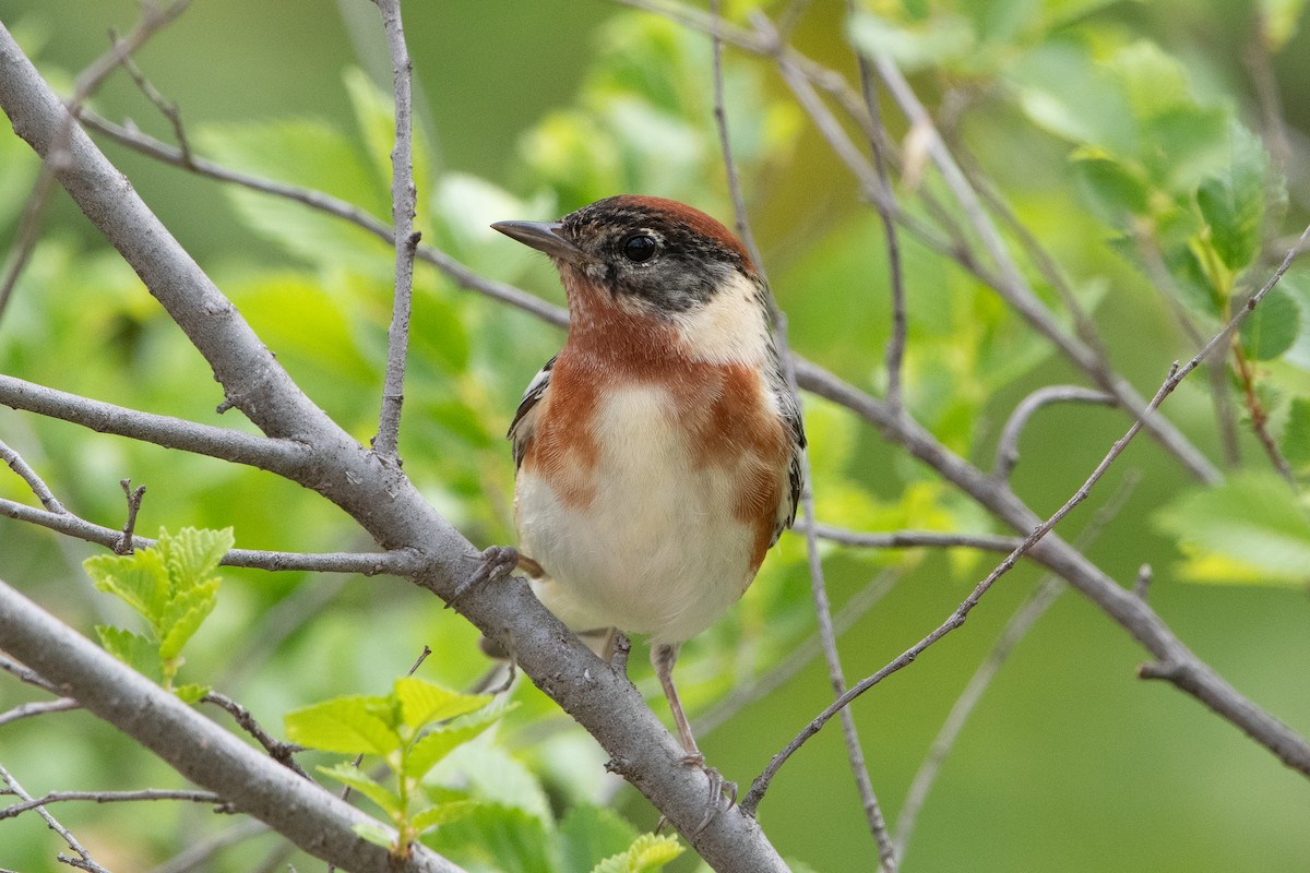 Пісняр-лісовик каштановий - ML645501626