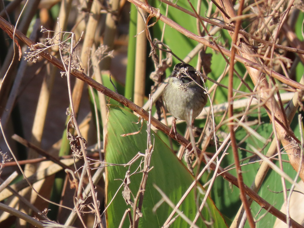 Пасовка болотяна - ML645501629