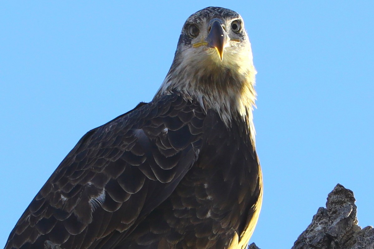 Орлан білоголовий - ML645501630