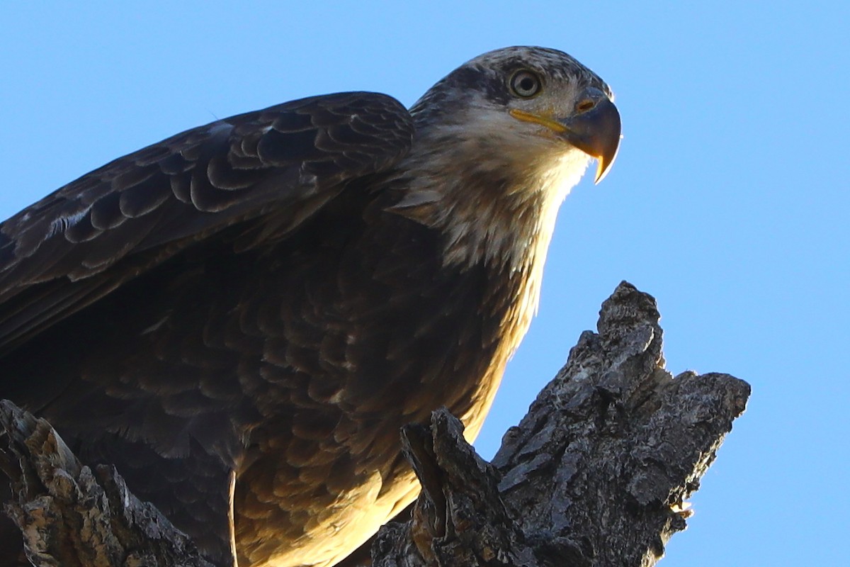 Орлан білоголовий - ML645501631