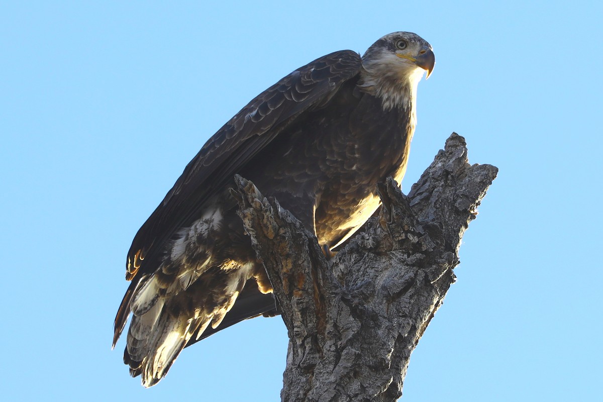 Орлан білоголовий - ML645501632