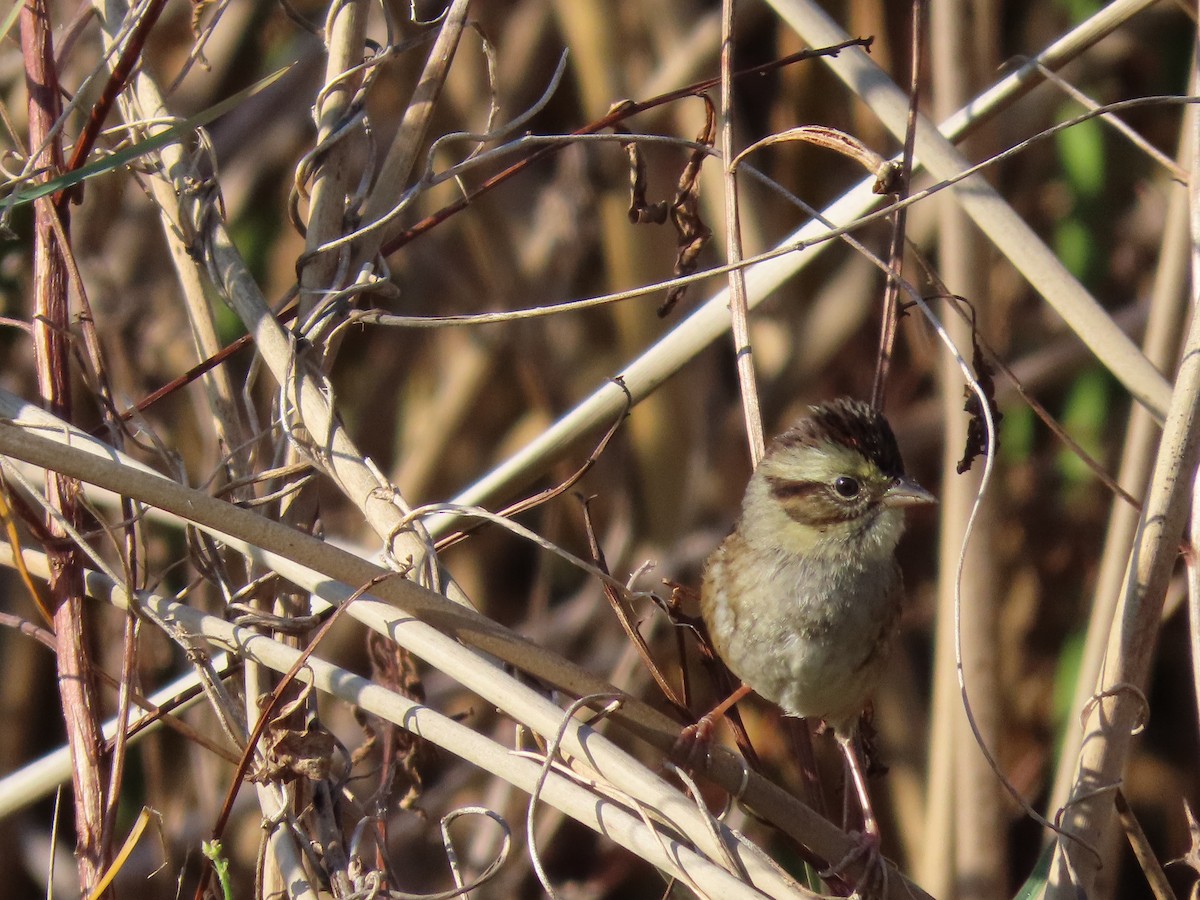 Пасовка болотяна - ML645501634