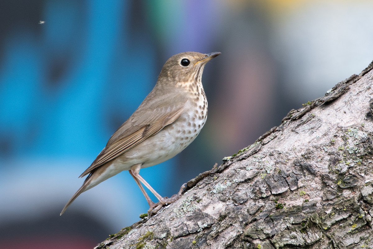 Дрізд-короткодзьоб Cвенсона - ML645501636