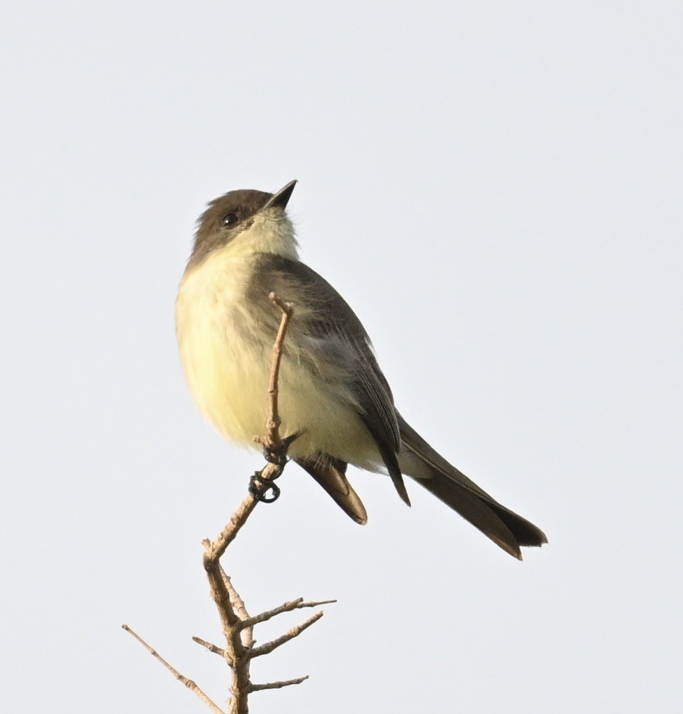 Феб буроспинний - ML645501637