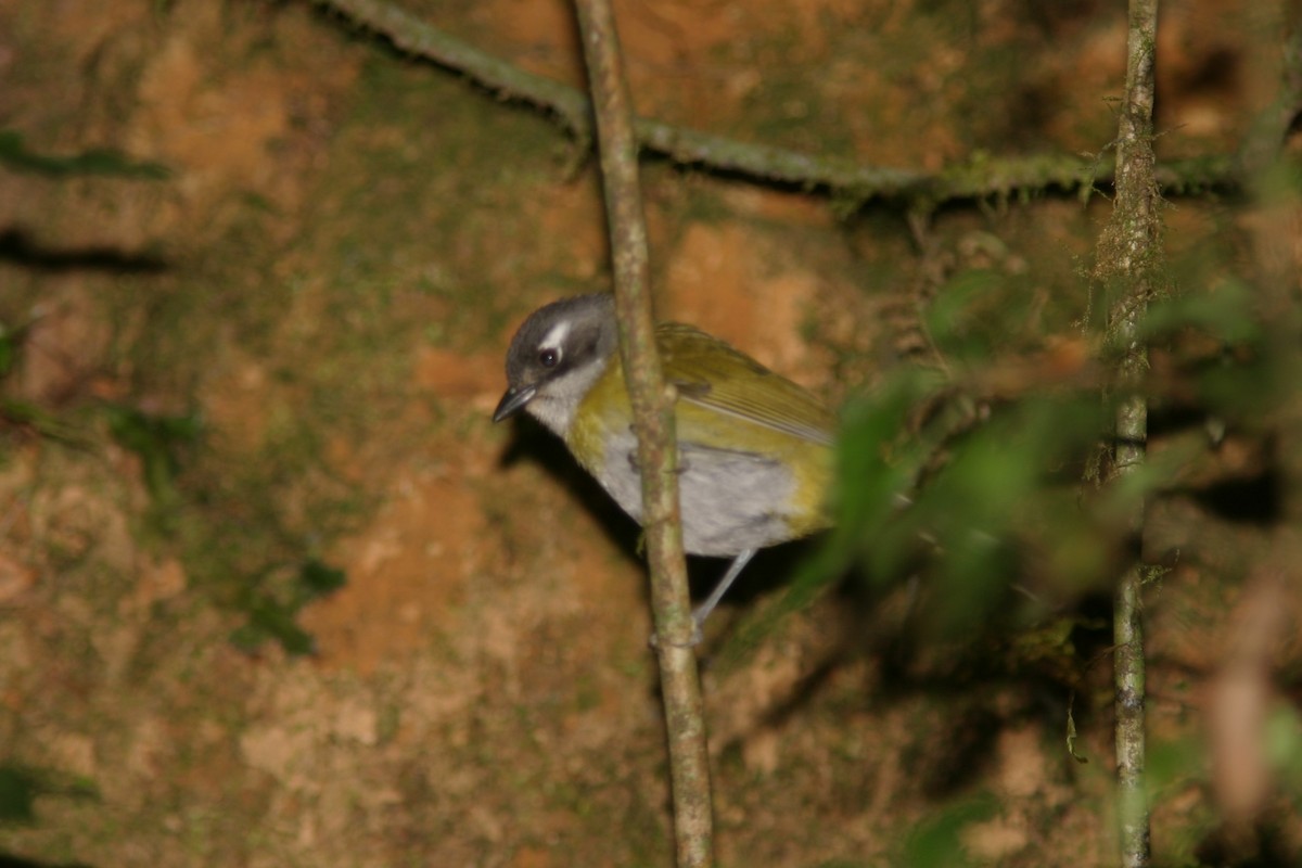 Зеленник мінливобарвний - ML645501638