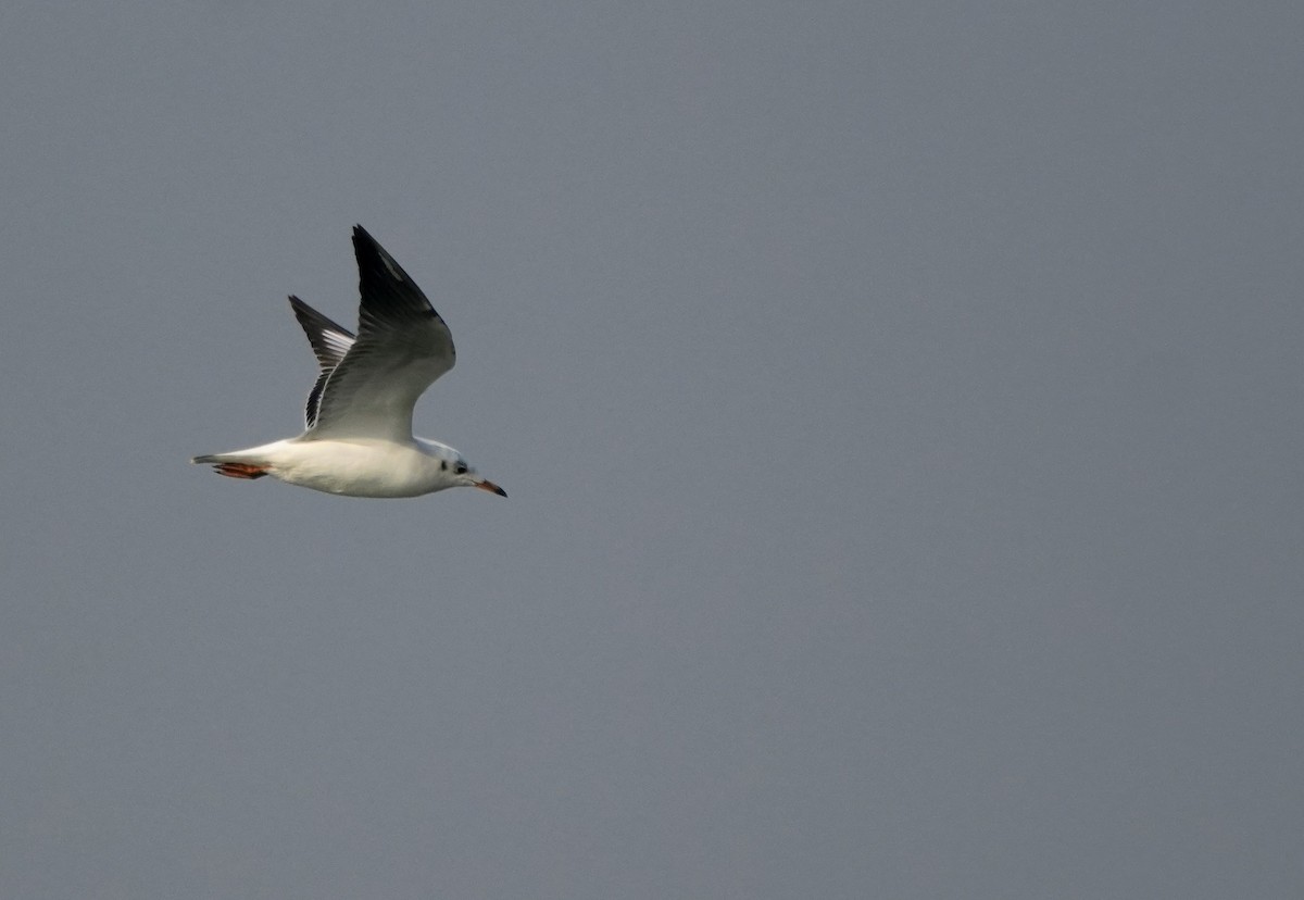 Gaviota Centroasiática - ML645501639