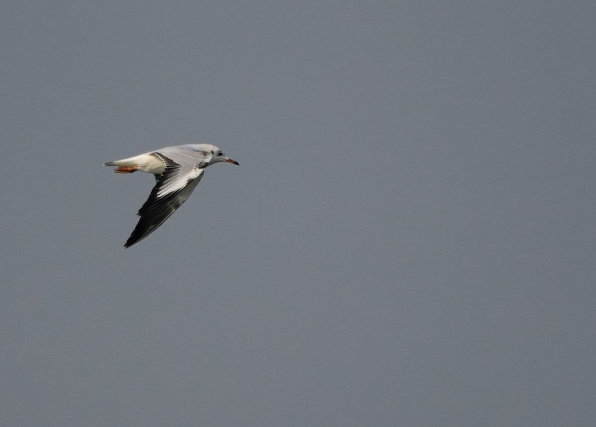 Gaviota Centroasiática - ML645501640