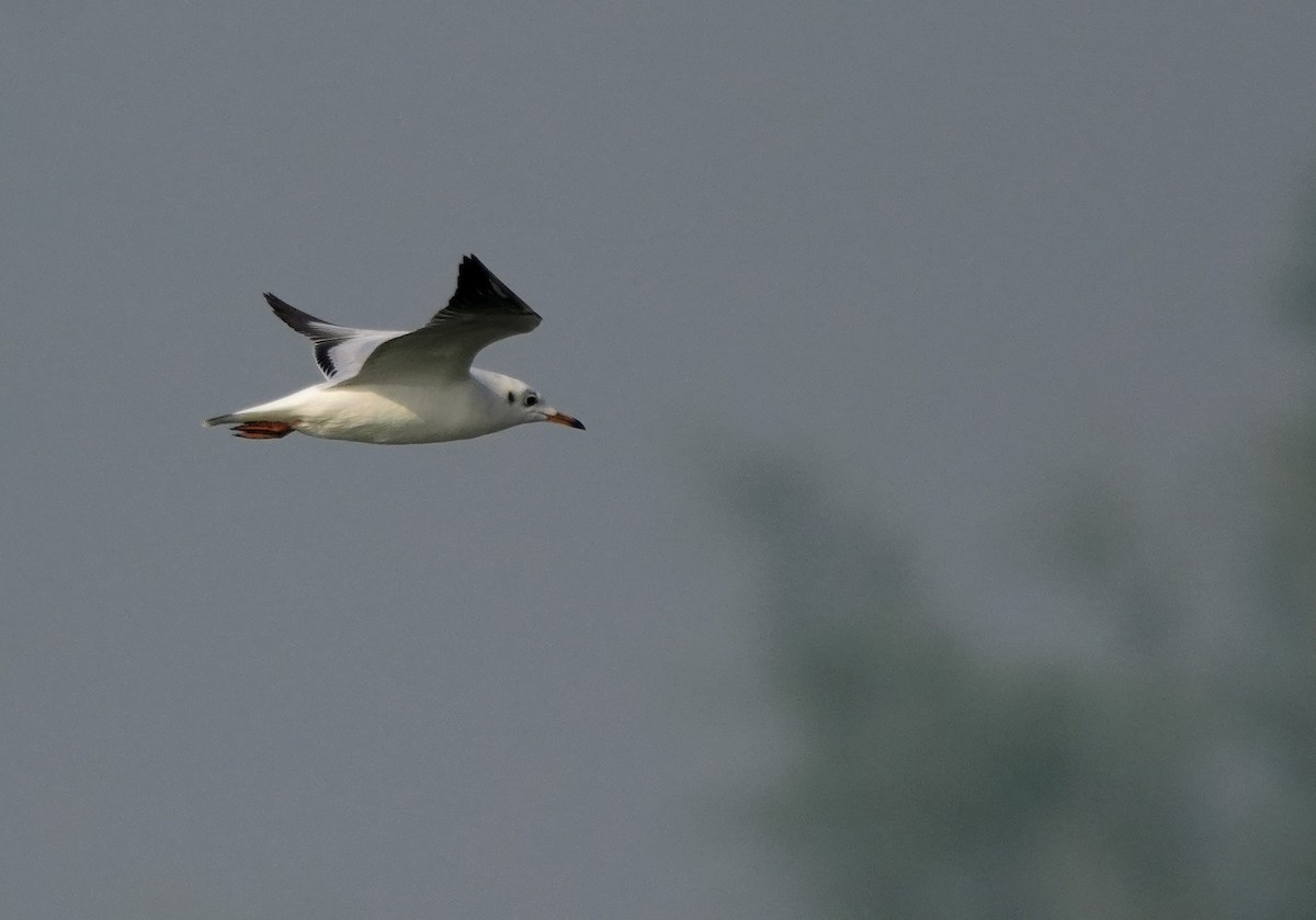 Gaviota Centroasiática - ML645501641