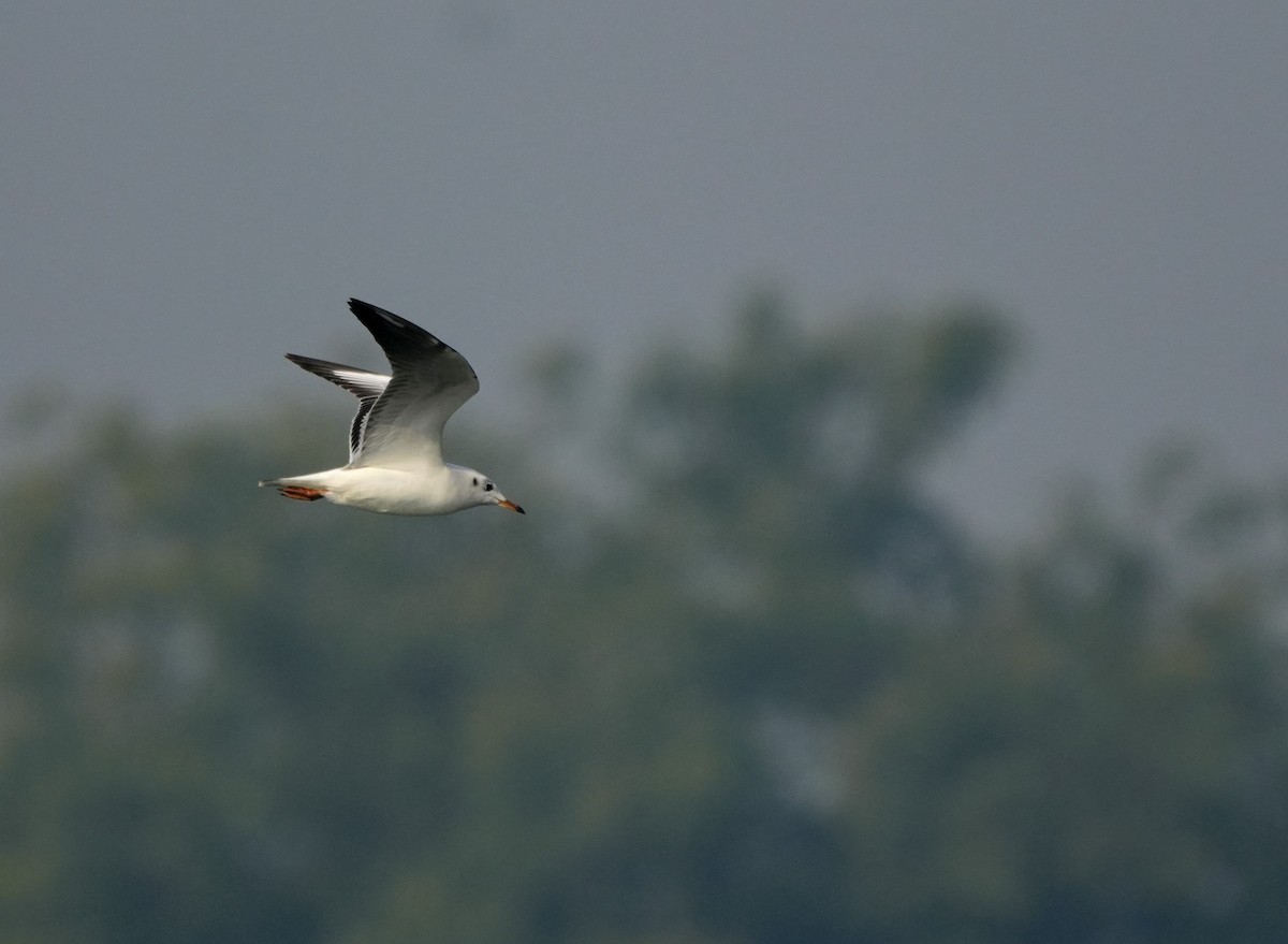 Gaviota Centroasiática - ML645501642