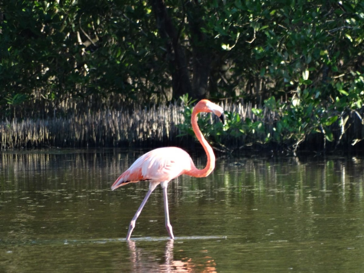 American Flamingo - ML645501643