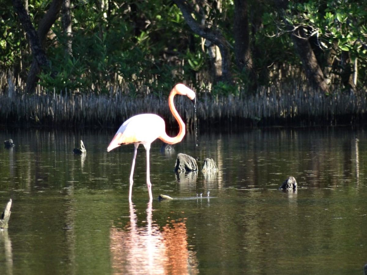 American Flamingo - ML645501644