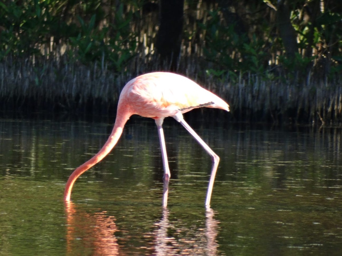 American Flamingo - ML645501645