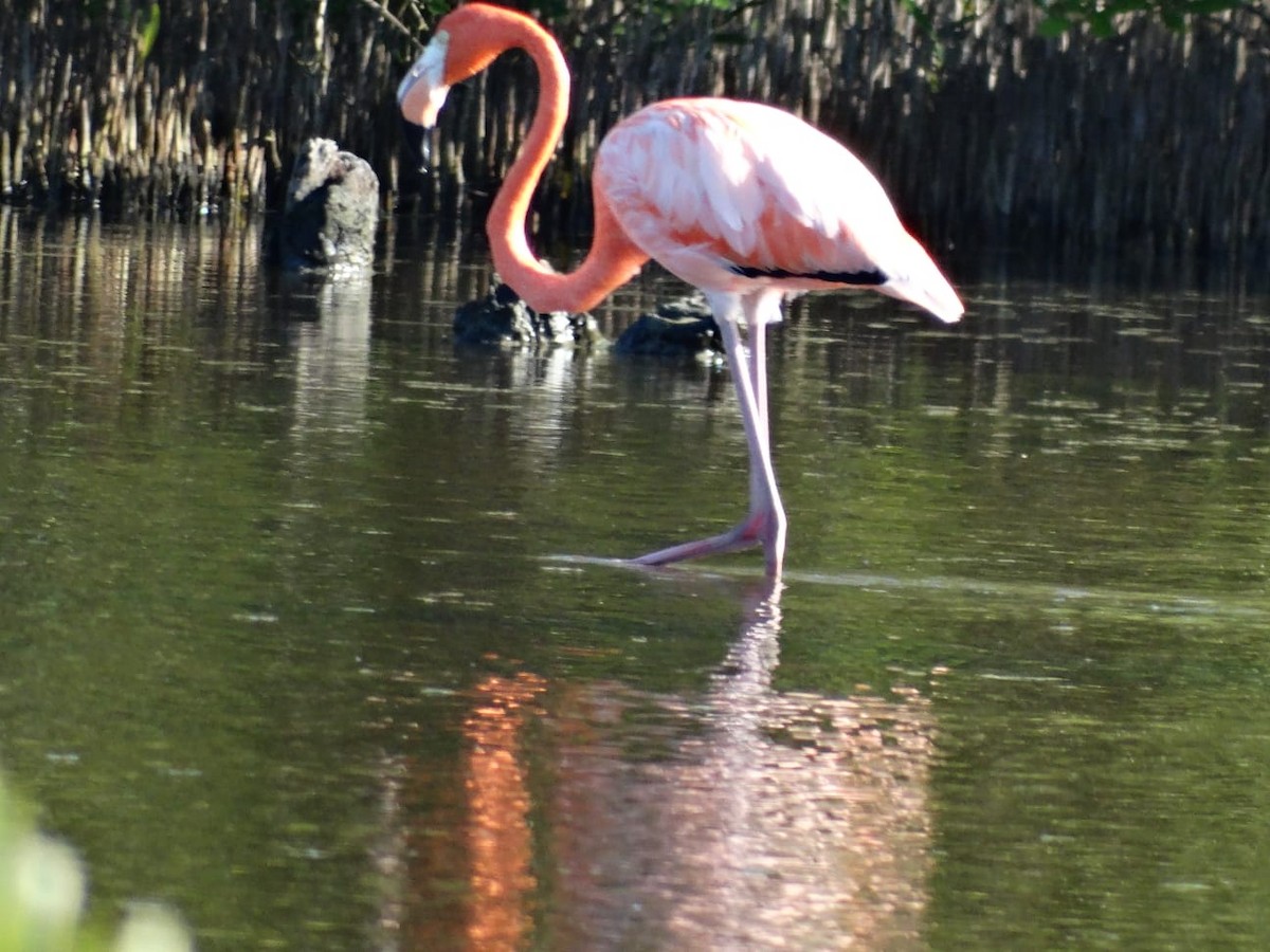 American Flamingo - ML645501646