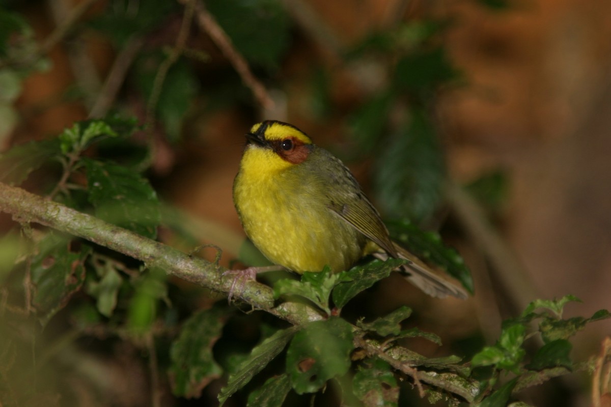 Golden-browed Warbler - ML645501647